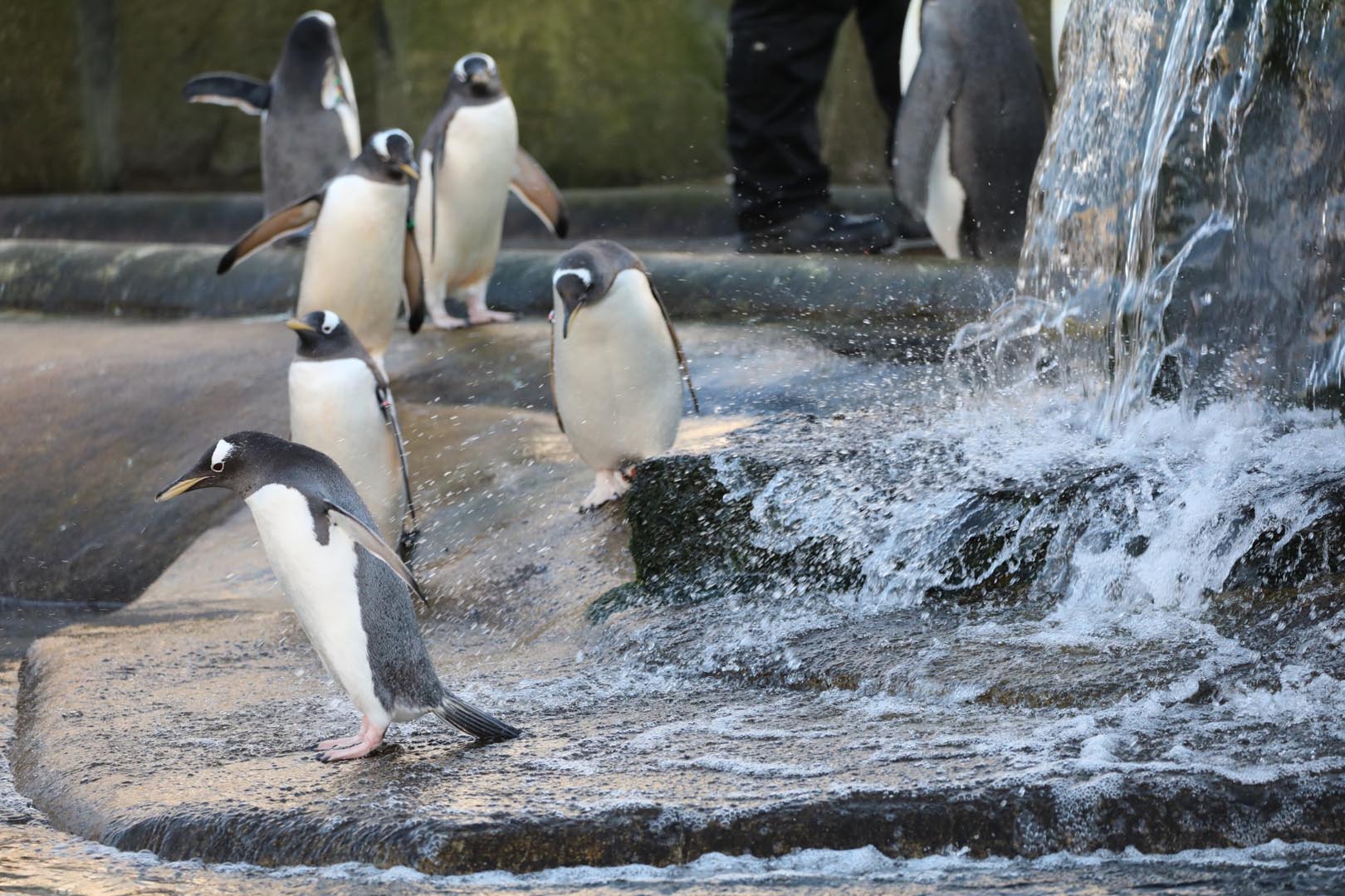 Gentoo penguins standing by water Image: Allie McGregor 2024
